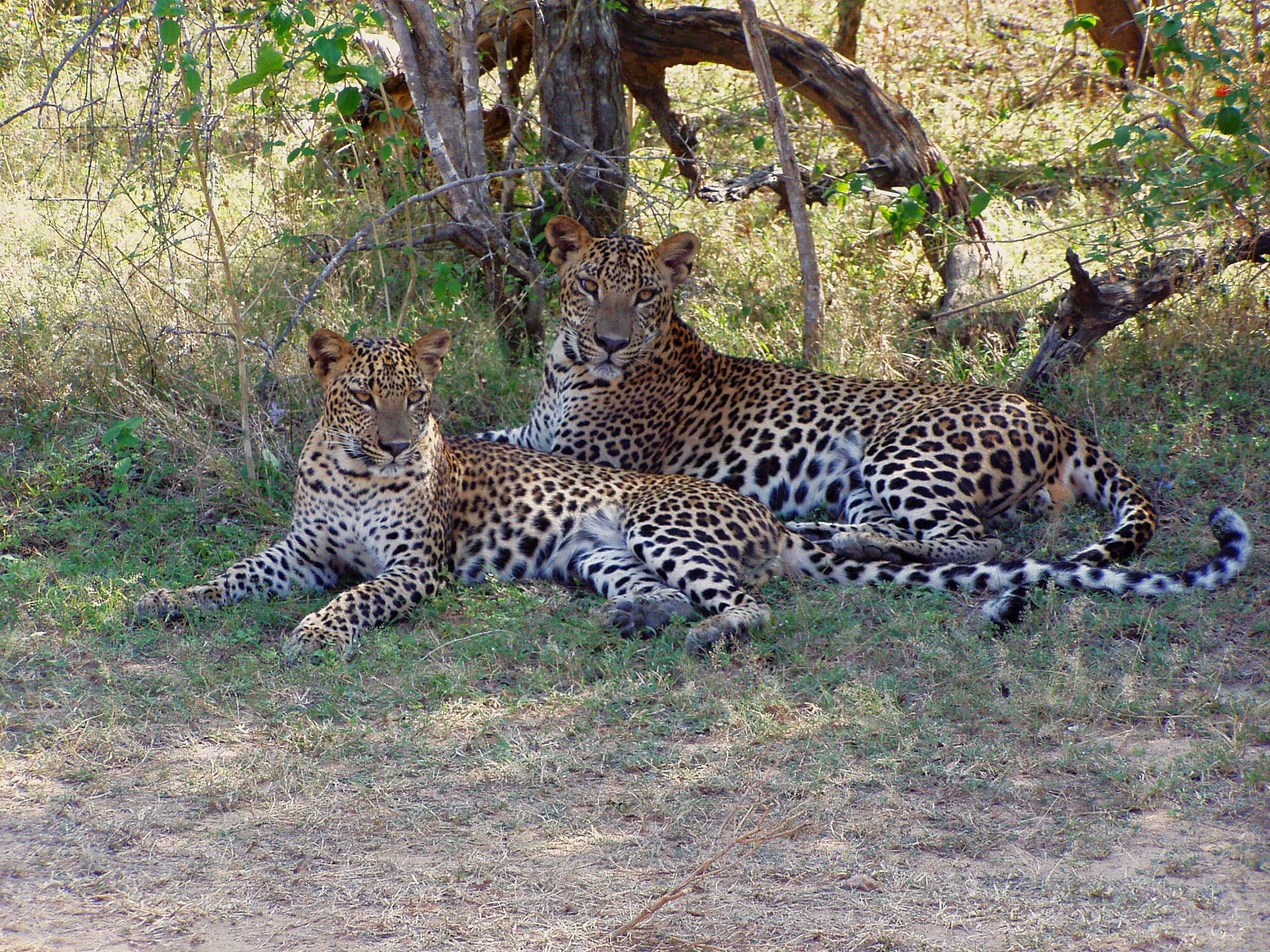 Two leopards lying side by side in dappled shade under a tree in dry scrub
