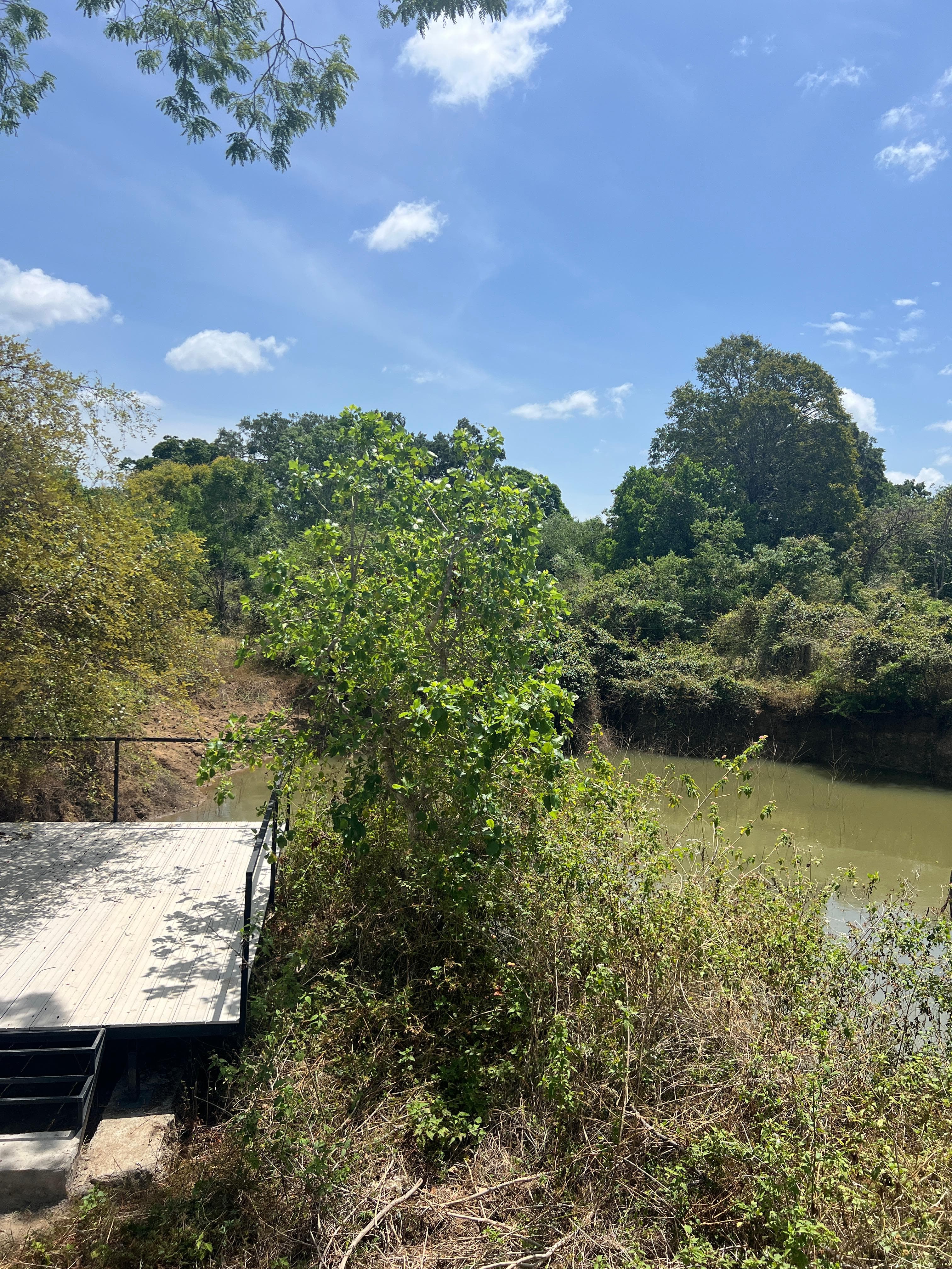 The jetty running out over the green water of the waterhole