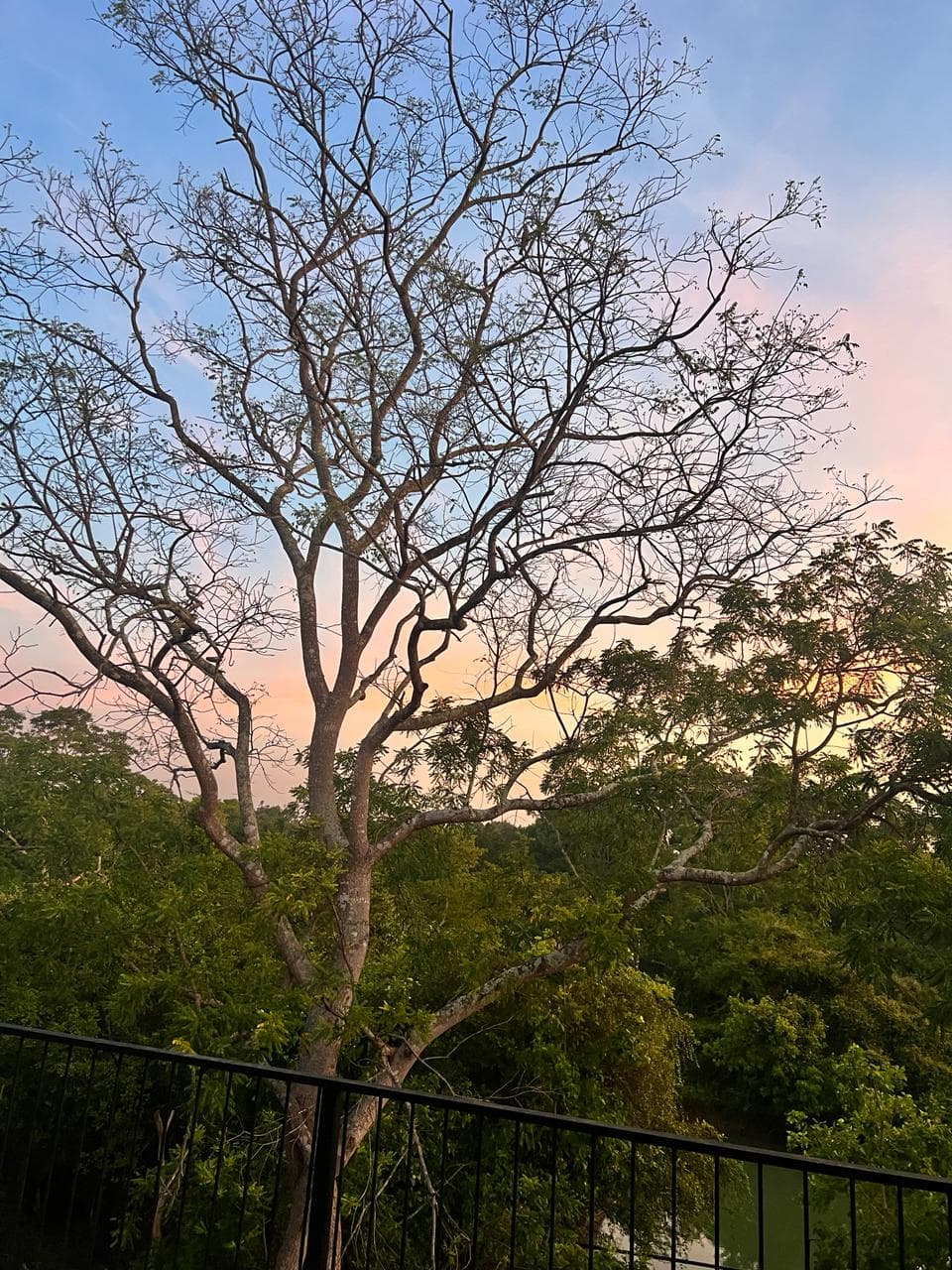 A bare tree against a pink and grey sky at dusk