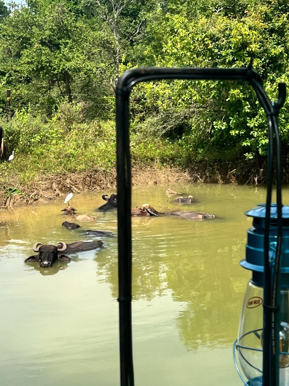 Water buffalo standing in the waterhole, seen through the deck rail