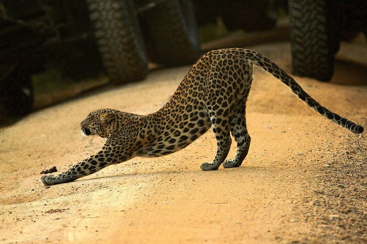 A leopard stretching with its front paws extended on open sand inside Yala National Park